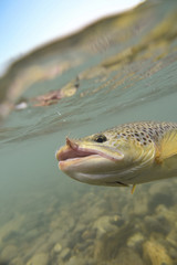 Closeup of brown trout being caught, underwater