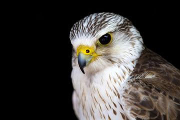 Portrait of a common kestrel isolated