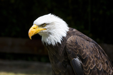 Obraz premium Beautiful north american bald eagle