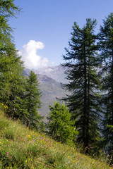 trees in piedmont alps valley