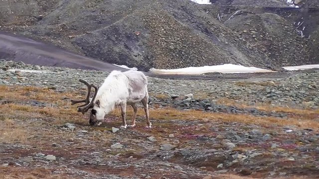 reindeers walking in the svalbard islands