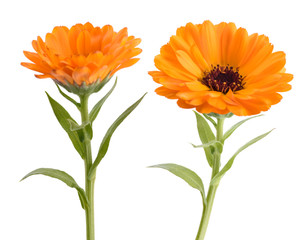 Marigold (Calendula officinalis) - obrazy, fototapety, plakaty