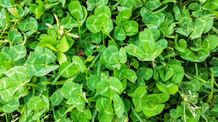 Fresh Clover Leaves Background