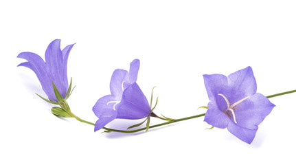 Bellflowers ( Campanula rotundifolia ) - obrazy, fototapety, plakaty
