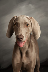 weimaraner dog facing camera on grey background