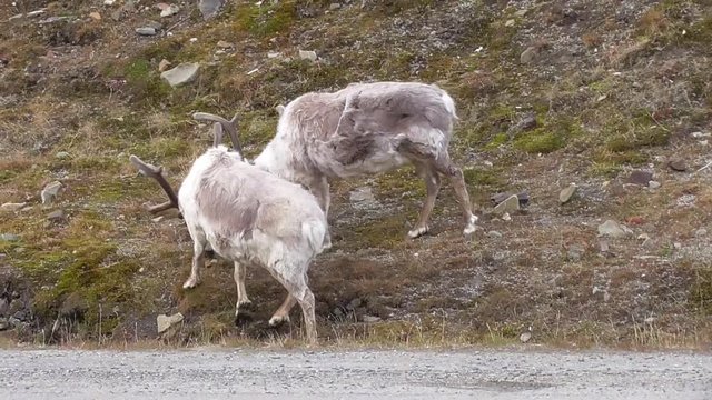 reindeers walking in the svalbard islands