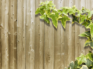 Wooden texture and plant
