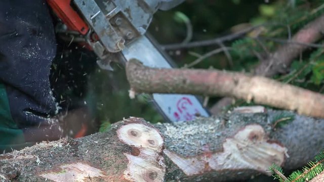 A young logger is quickly cutting off branches on a tree trunk using a chainsaw. The sawdust is flying everywhere. Close-up shot.
