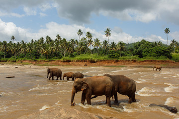 Naklejka na ściany i meble Herd of elephants in the river of Sri Lanka