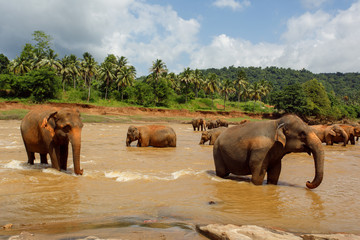 Herd of elephants in the river of Sri Lanka