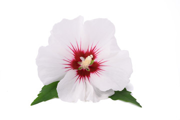 White hibiscus flower - obrazy, fototapety, plakaty
