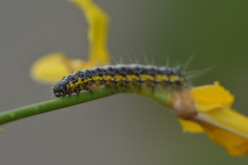 Raupe im Ginsterbusch
