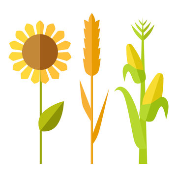 Sunflower, wheat, corn vector illustration.  