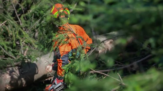 A logger is tepping closer to a fallen tree and is cutting a few branches off. A fallen tree will then be driven away and used for firewood. Wide-angle shot.
