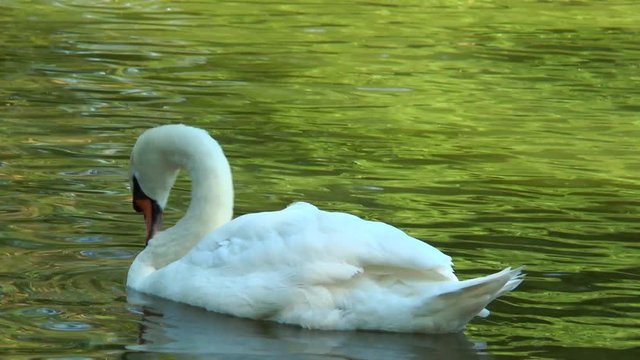 White swan floating in a pond. Slow motion. Video in a slowed double the