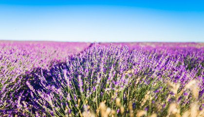 Naklejka premium Lavender bushes closeup on sunset. Sunset gleam over purple flowers of lavender. Bushes on the center of picture and sun light on the left. Provence region of france.