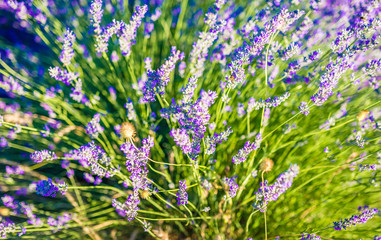 Obraz premium Lavender bushes closeup on sunset. Sunset gleam over purple flowers of lavender. Bushes on the center of picture and sun light on the left. Provence region of france.