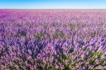 Fototapeta na wymiar Lavender bushes closeup on sunset. Sunset gleam over purple flowers of lavender. Bushes on the center of picture and sun light on the left. Provence region of france.