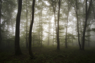 misty forest after rain