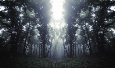 Fototapeta na wymiar surreal fantasy forest