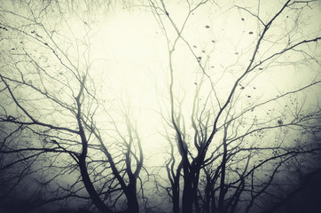 tree branches in mist