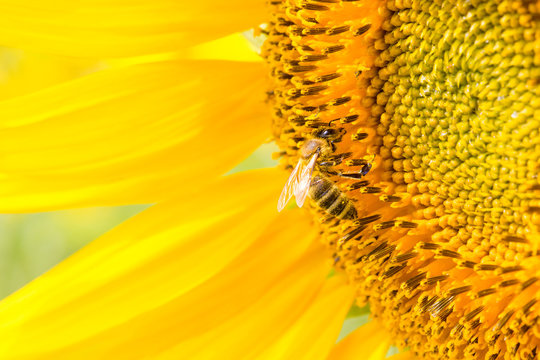 bee sitting on yellow sunflower