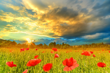 Wide view over a poppy field at sunset, with colorful clouds in summer season