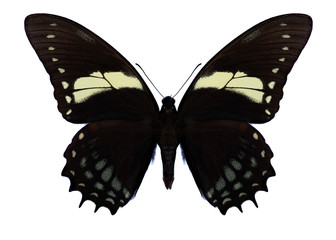 Butterfly Papilio aristeus on a white background