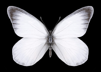 Butterfly Delias zebuda (male) on a black background