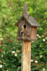 Female Bluebird