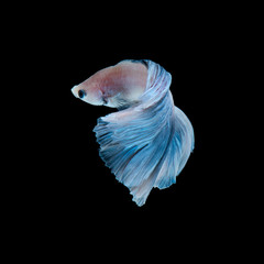 Naklejka premium Blue betta fish