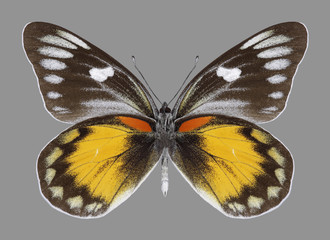 Butterfly Delias zebuda (male) (underside) on a gray background