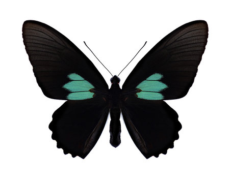Butterfly Parides sesostris on a white background