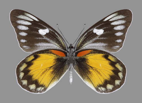 Butterfly Delias zebuda (male) (underside) on a gray background