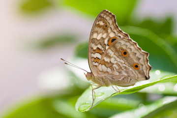 Fototapeta premium Butterflies and Flowers