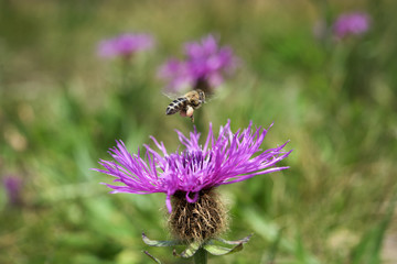 Flying bee collecting nectar