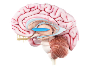 3d rendered medically accurate illustration of the medial globus pallidus