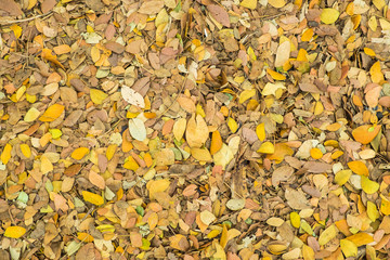 Dried leaves for nature background