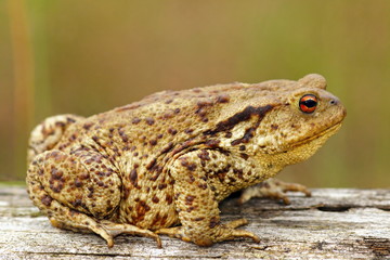 brown common toad