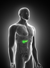 3d rendered medically accurate illustration of the pancreas