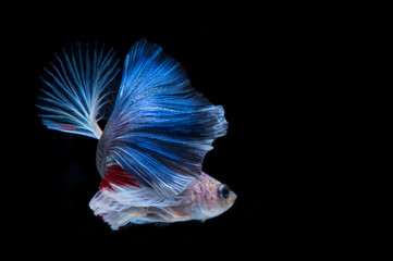 Fototapeta na wymiar Betta fish. Capture the moving moment of red-blue siamese fighti