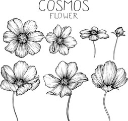cosmos flowers flowers drawings © b.illustrations