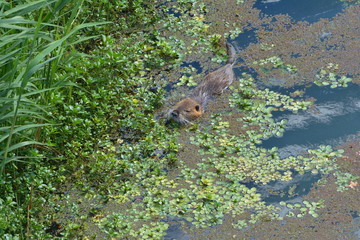 Nutria auf Nahrungssuche am Uferrand der Rhone