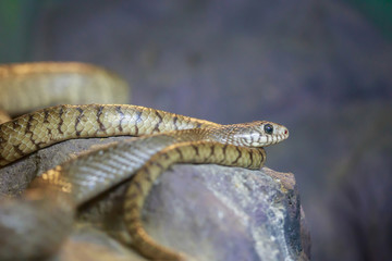 Snake on the rock.