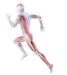 3d rendered medically accurate illustration of a runner´s muscles