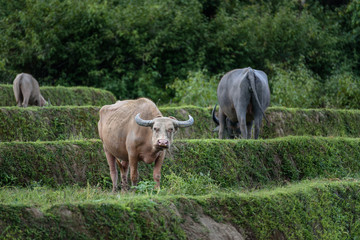 Buffaloes are eating grass at the fields in Chiang Mai, Thailand.