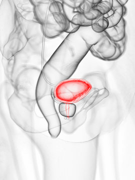 3d rendered medically accurate illustration of the bladder