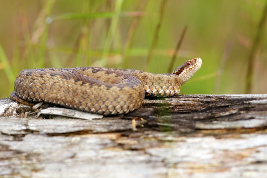 female european viper