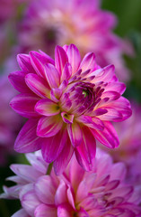 Closeup of a purple pink colored dahlia flower
