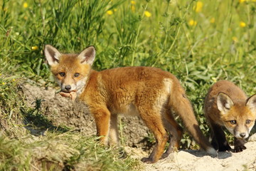 fox cub eating peace of meat